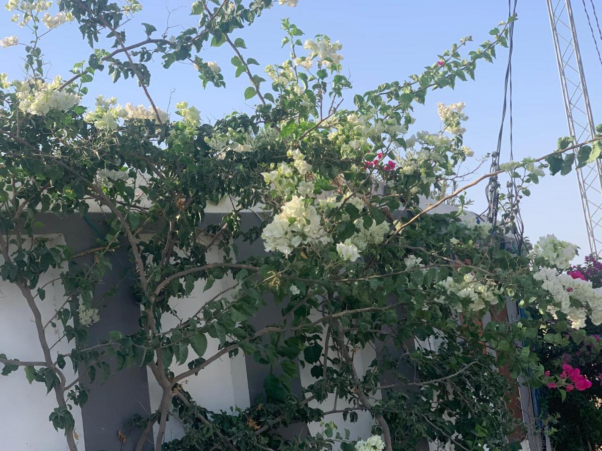 Villa Olivia, Yasmine Hammamet, Bouficha Екстер'єр фото